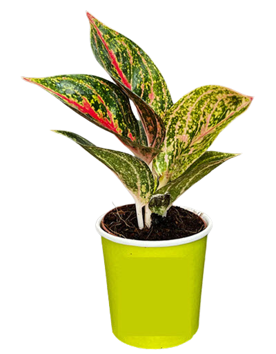 2" Aglaonema Golden Powder 